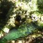 Canyoning - Canyon of l'Albès - 42